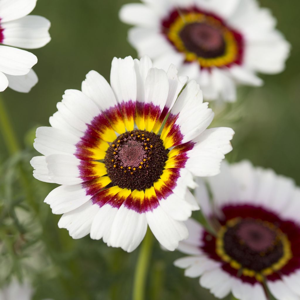 Chrysanthemum carinatum Cockade em sementes