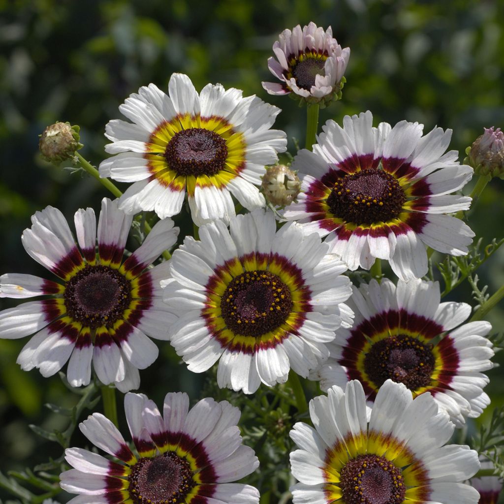 Chrysanthemum carinatum Cockade em sementes
