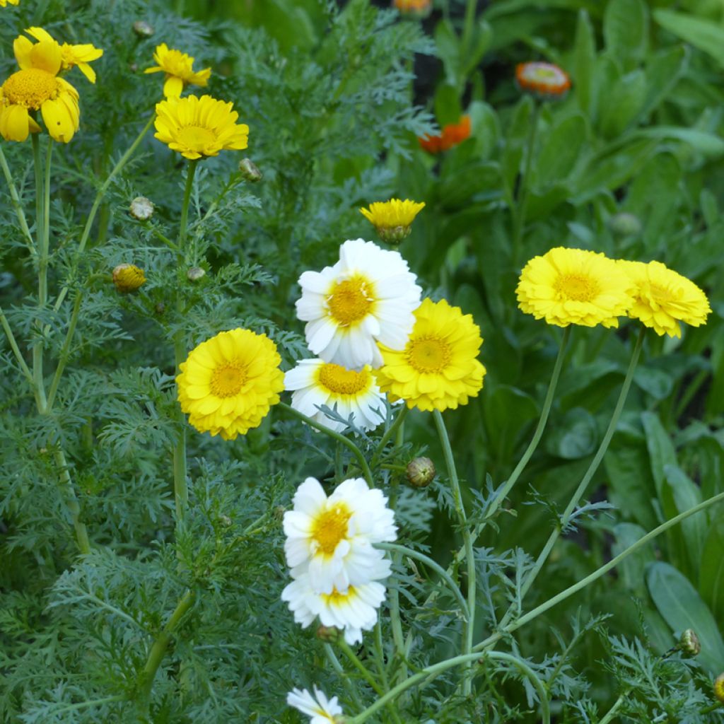Chrysanthemum coronarium Double Mix em sementes