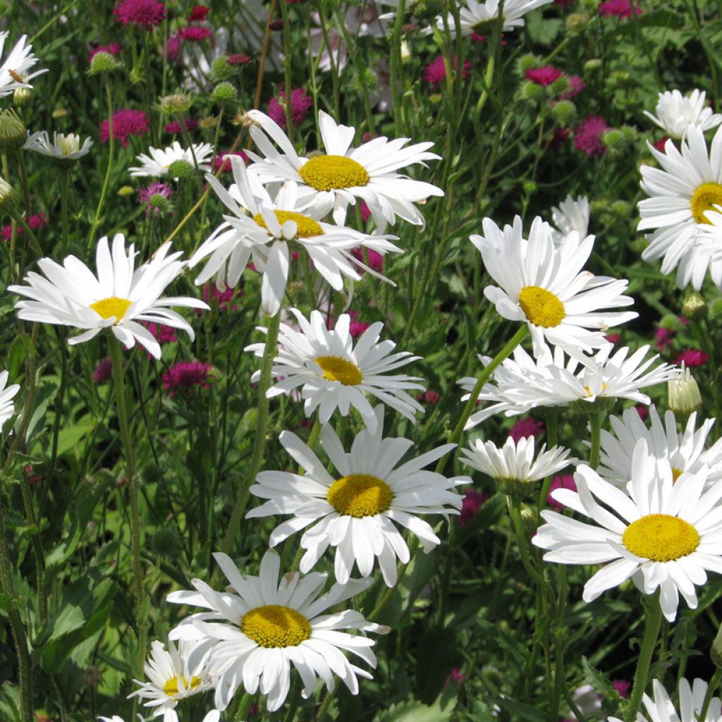 Chrysanthemum paludosum Snow Daisy em sementes