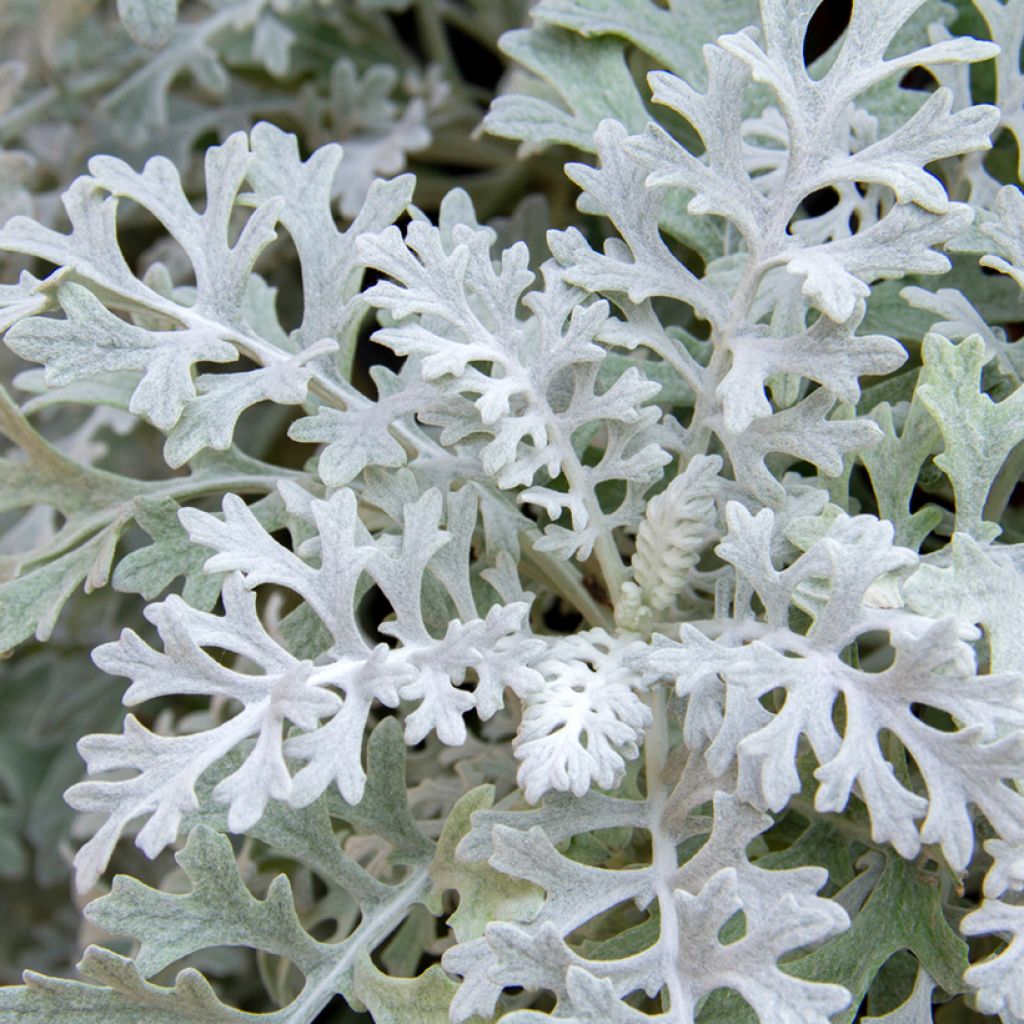 Senecio cineraria Silver Dust em sementes