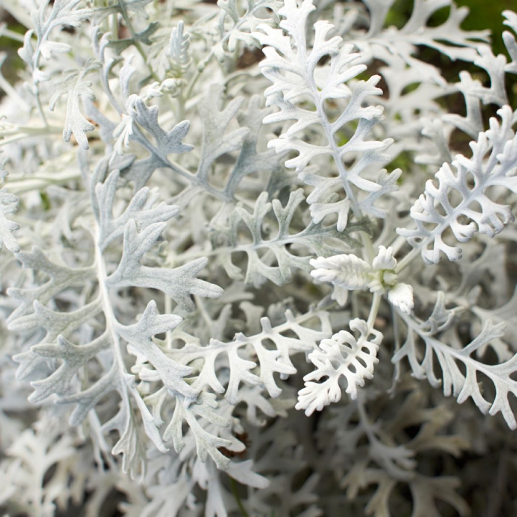 Senecio cineraria Silver Dust em sementes