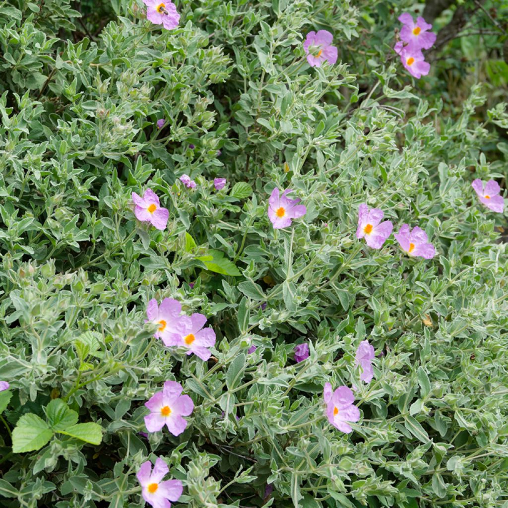 Sementes de Cistus albidus