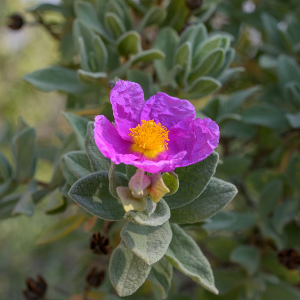 Sementes de Cistus albidus
