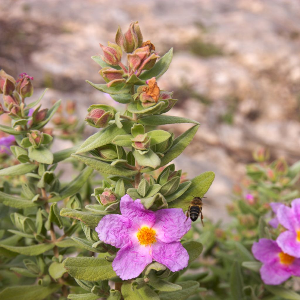 Sementes de Cistus albidus