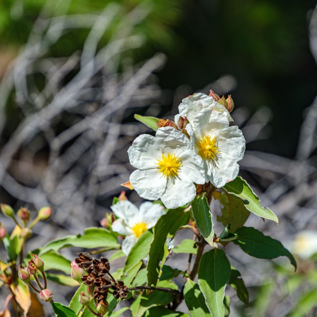 Sementes de Cistus de Folha de Louro