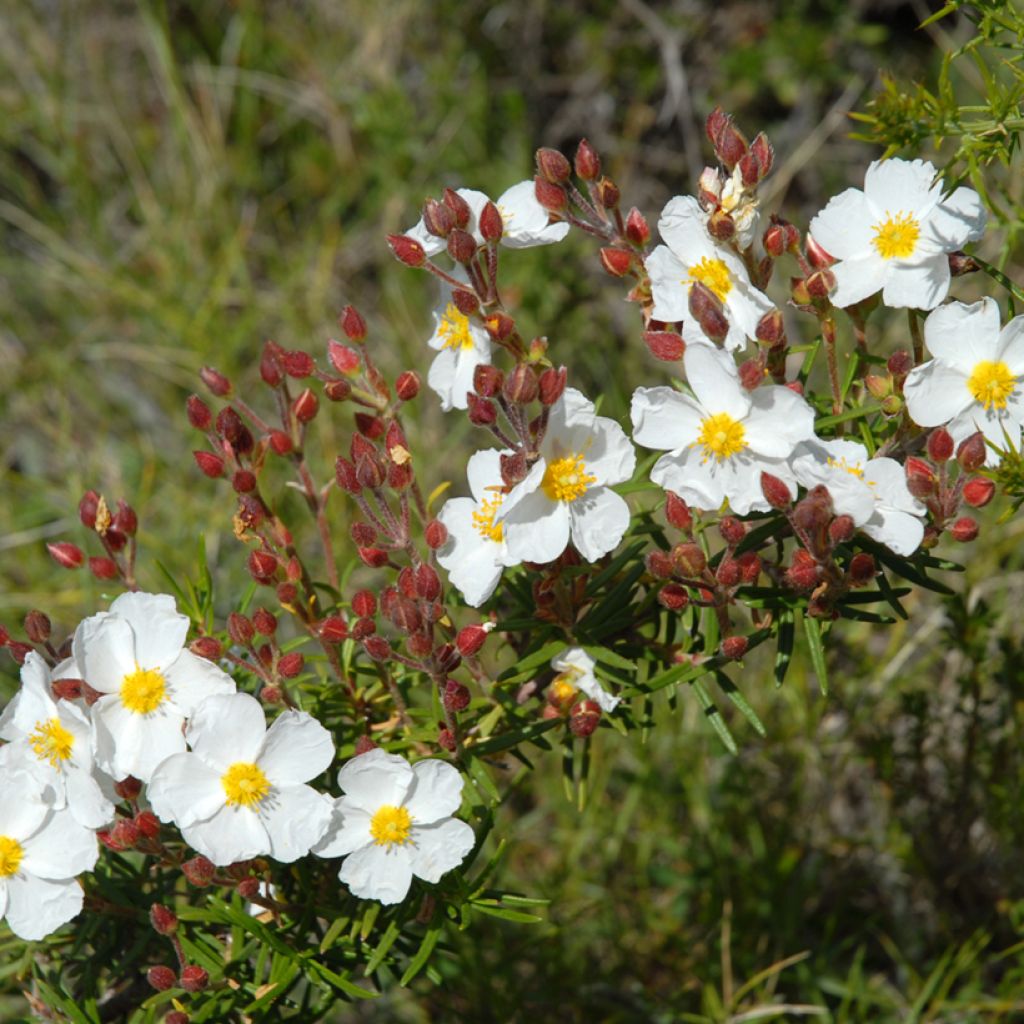 Sementes de Cistus de Montpellier