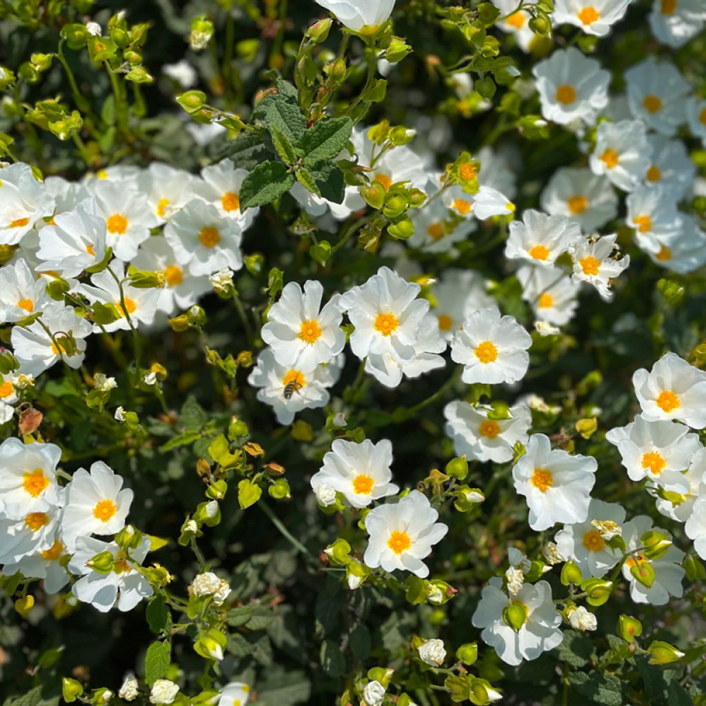 Sementes de Cistus de Montpellier