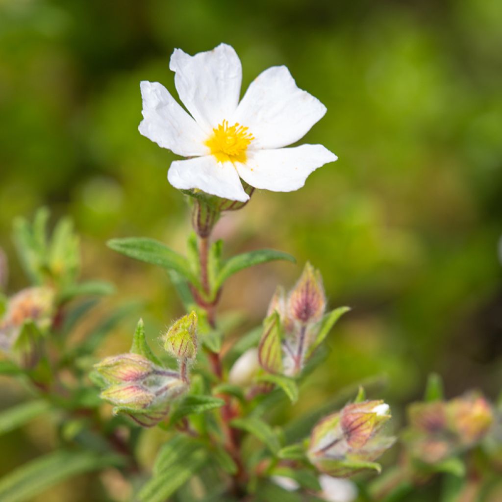 Sementes de Cistus de Montpellier