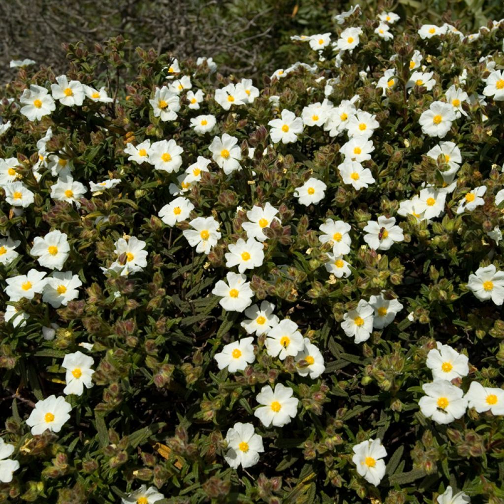 Sementes de Cistus de Montpellier
