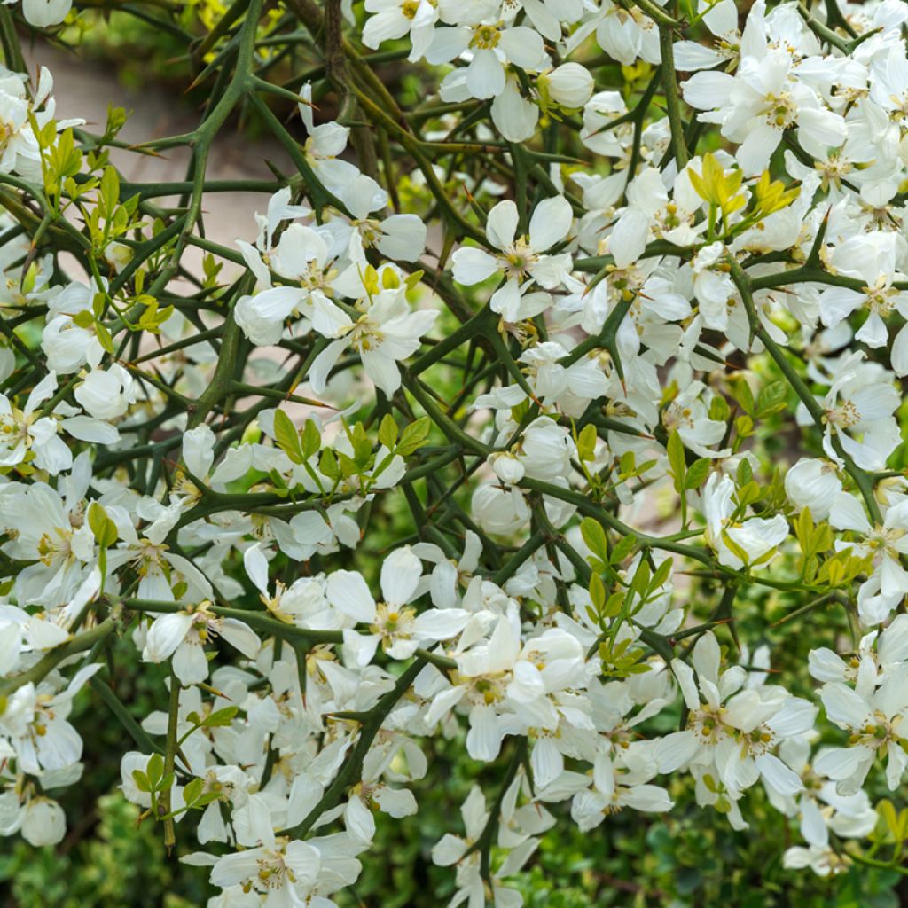 Poncirus trifoliata em sementes