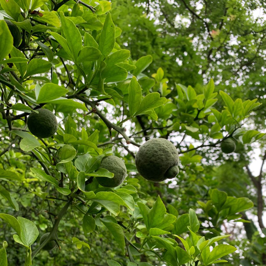 Poncirus trifoliata em sementes