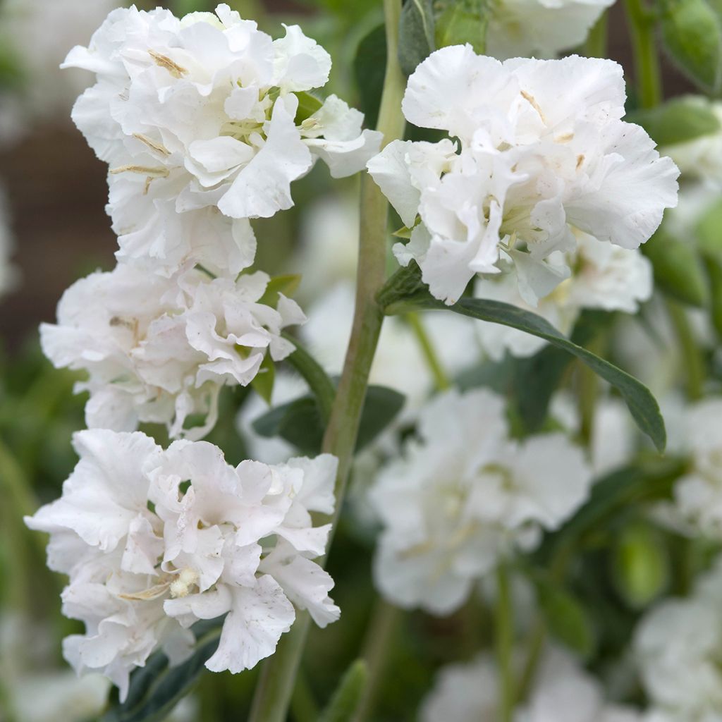 Clarkia unguiculata Albatross em sementes