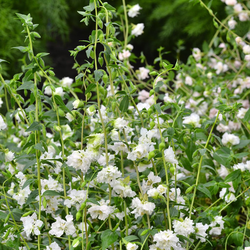Clarkia unguiculata Albatross em sementes