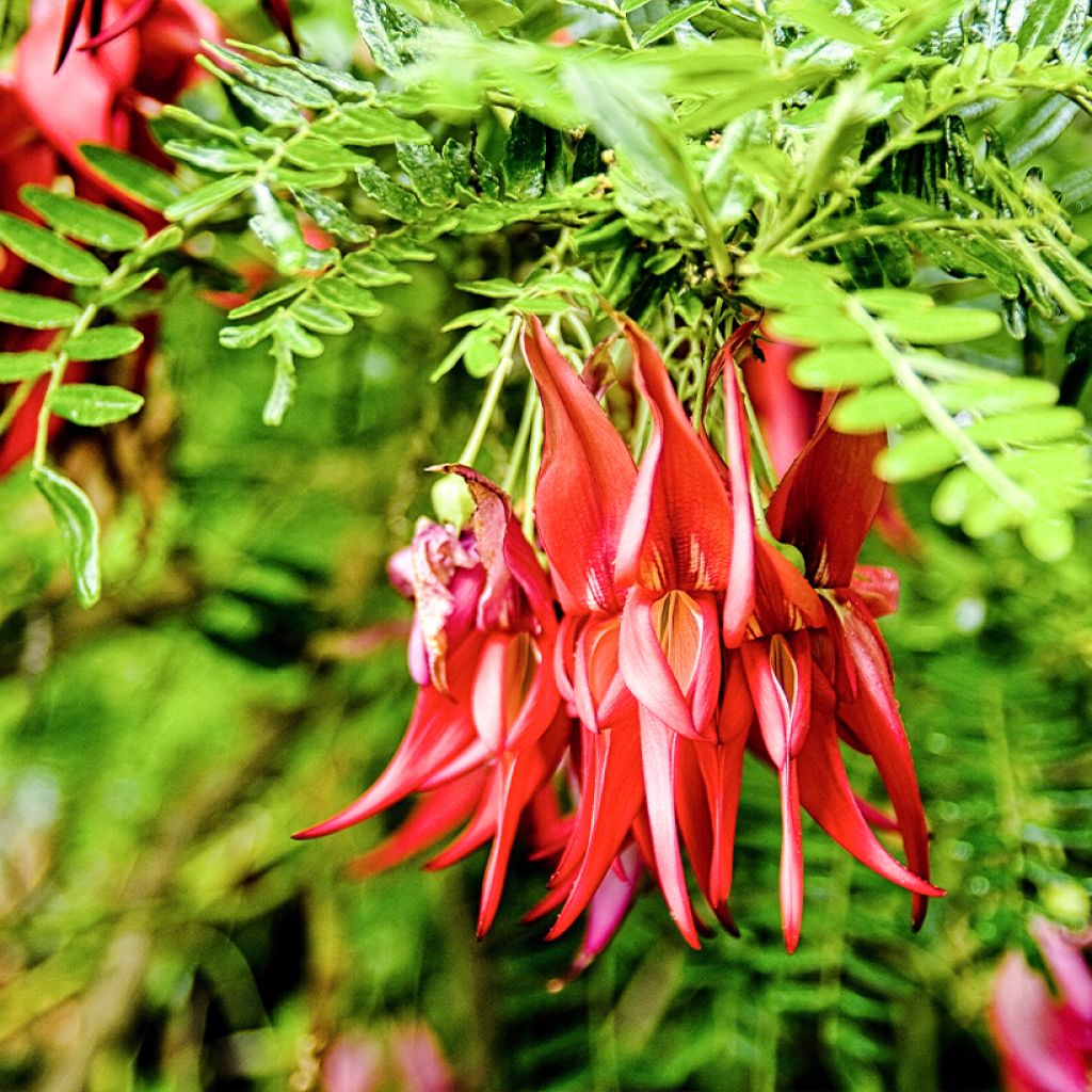 Clianthus puniceus em sementes