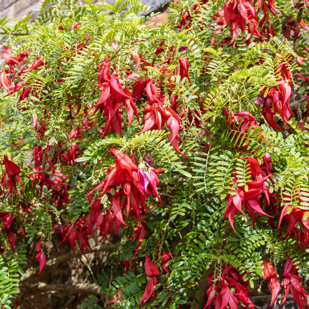 Clianthus puniceus em sementes