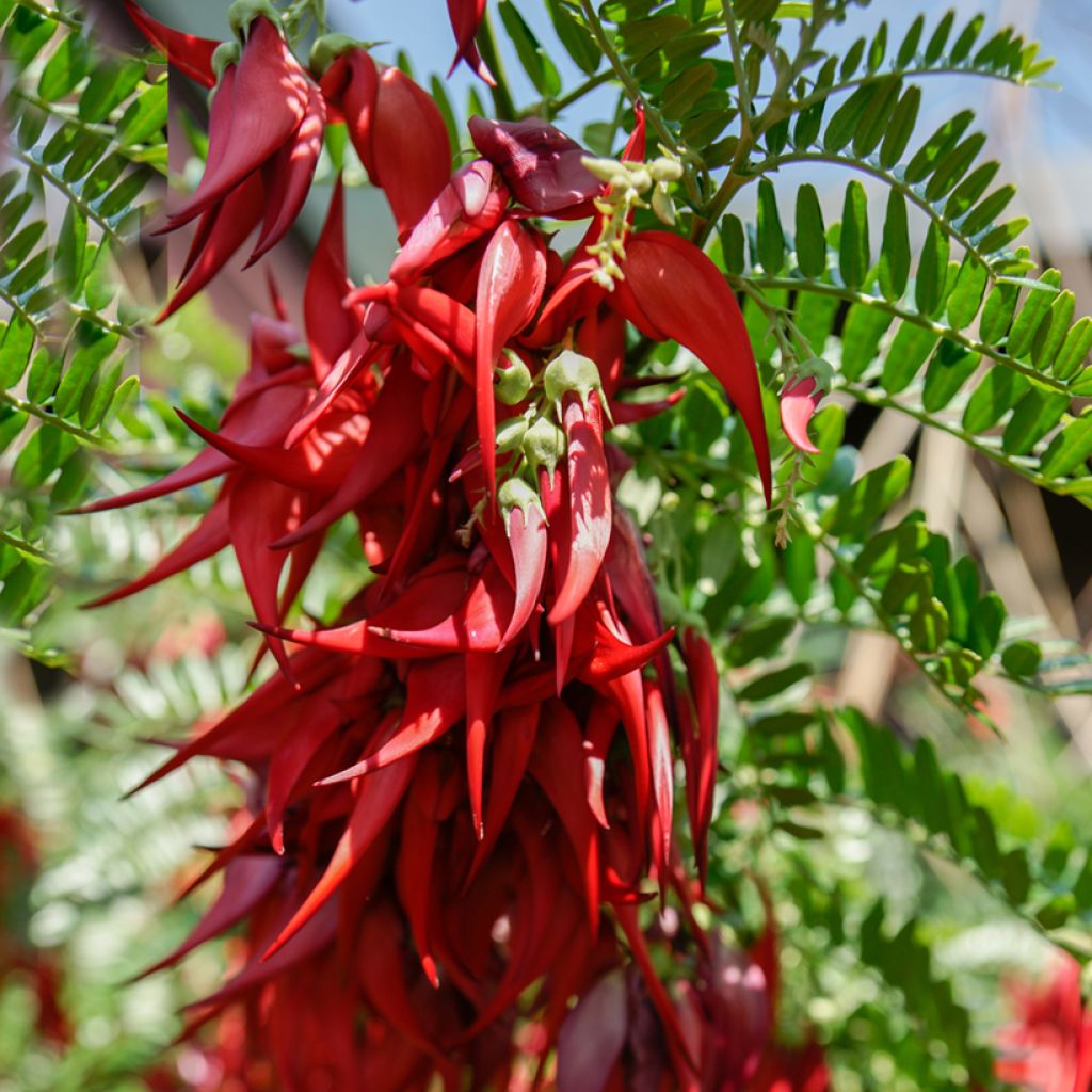 Clianthus puniceus em sementes