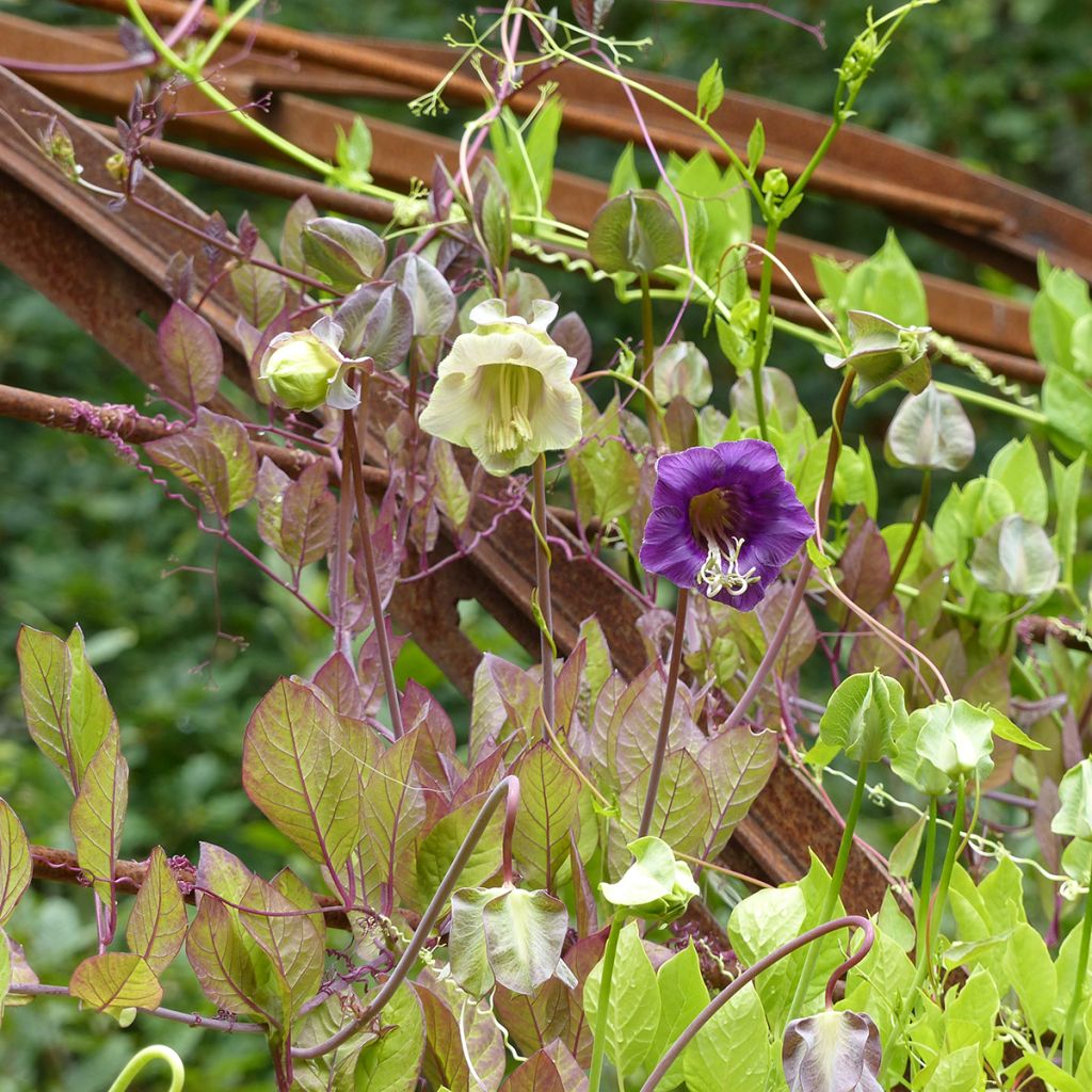 Cobaea scandens Azul e Branco Mix em sementes