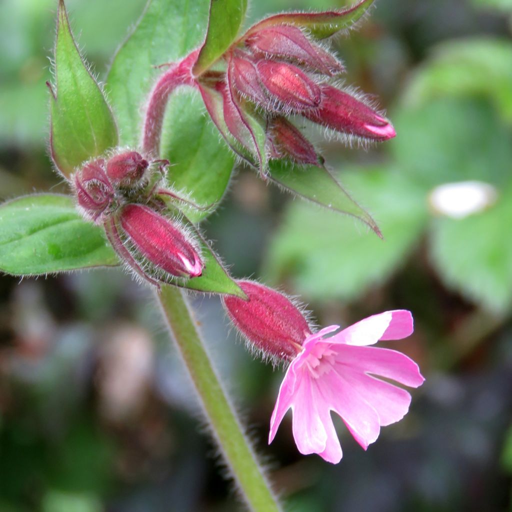 Silene dioica em sementes