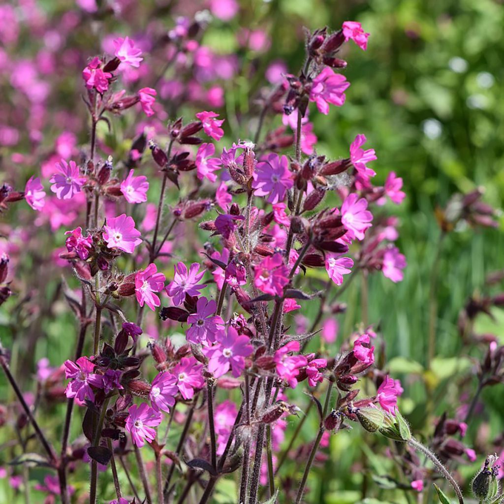 Silene dioica em sementes