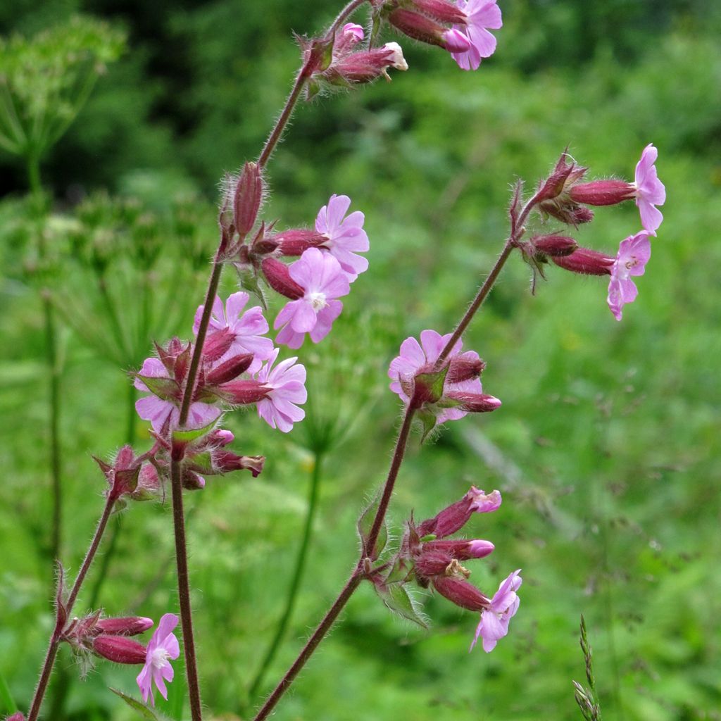 Silene dioica em sementes