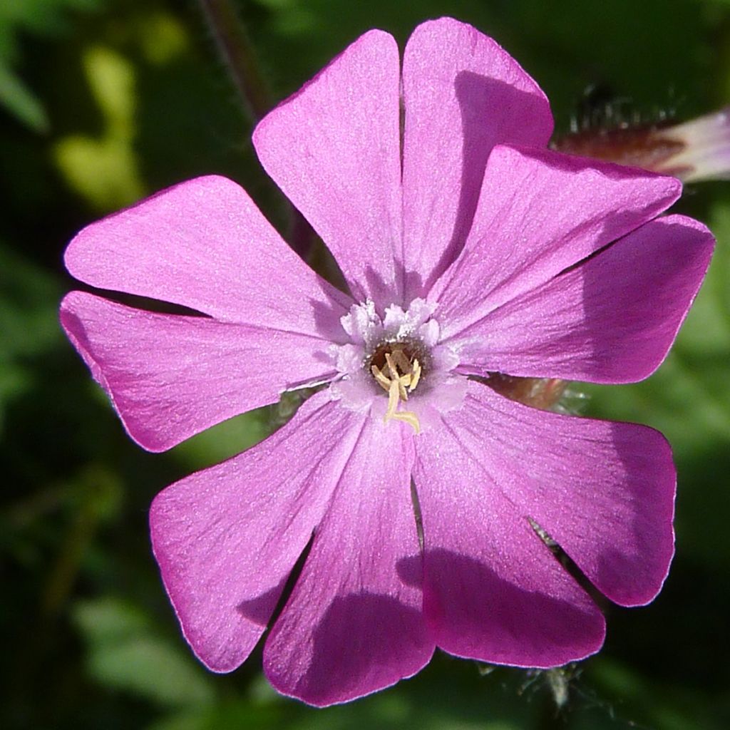 Silene dioica em sementes