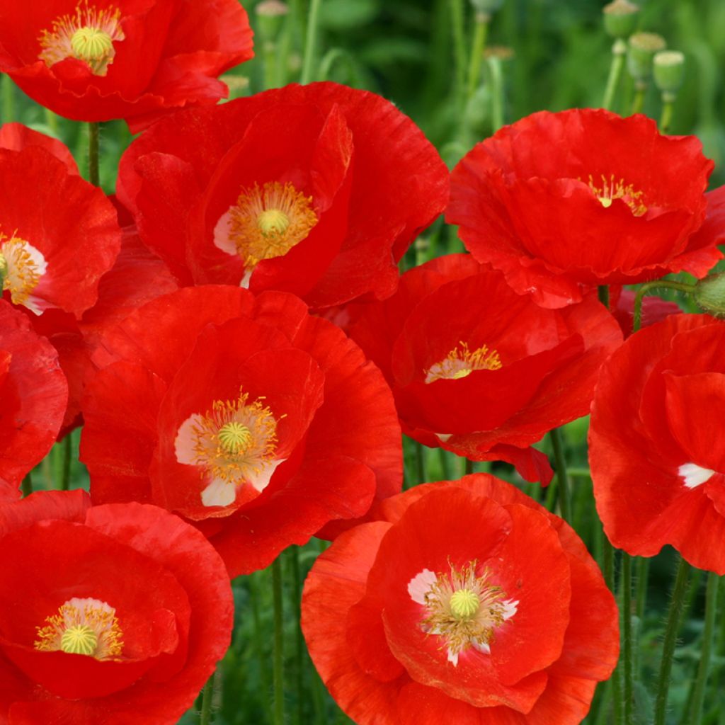 Papaver rhoeas American Legion em sementes
