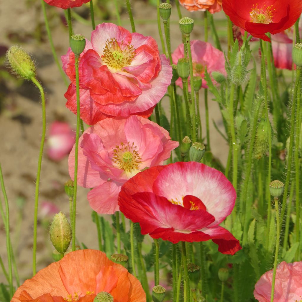 Papaver rhoeas Shirley Mix Bio em sementes