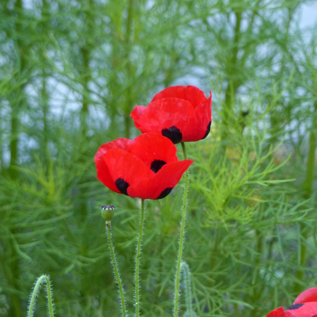 Papaver commutatum Ladybird em sementes