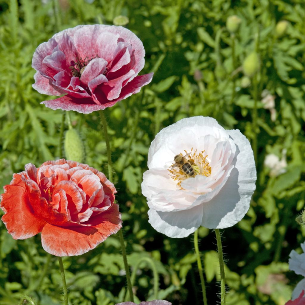 Papaver rhoeas Dawn Chorus Mix em sementes