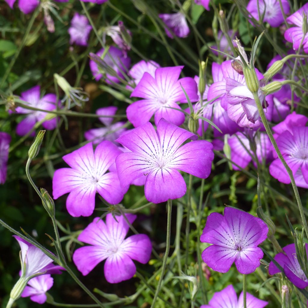 Agrostemma githago Purple Queen em sementes