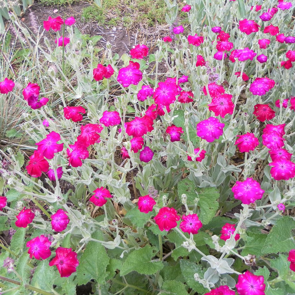 Lychnis coronaria Atrosanguinea em sementes - Candelária-dos-jardins