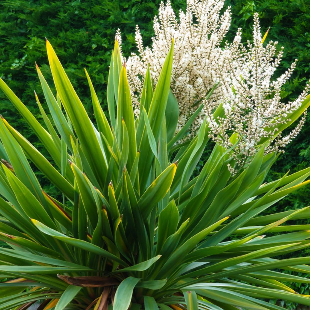 Cordyline australis em sementes