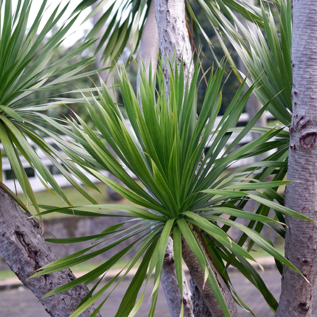 Cordyline australis em sementes