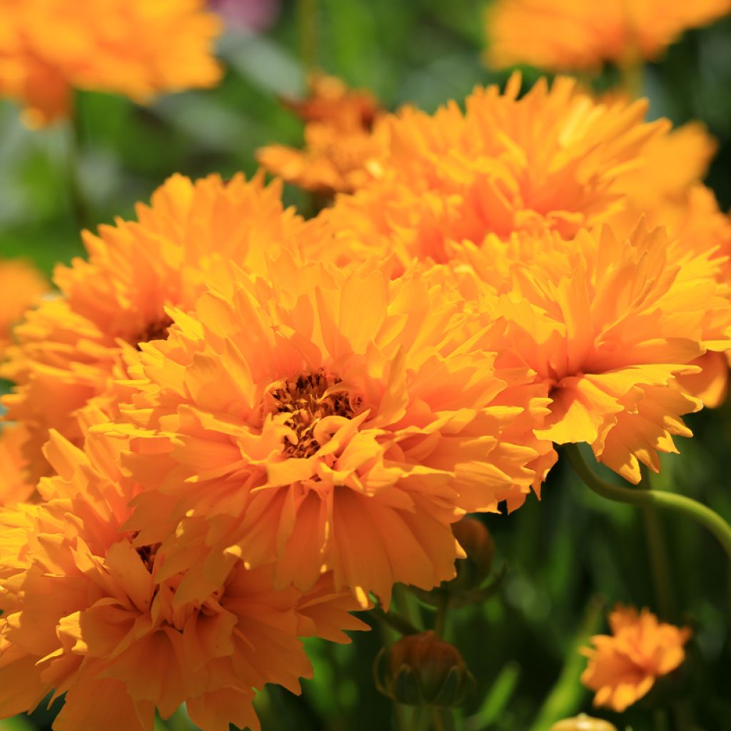 Coreópsis grandiflora Early Sunrise em sementes