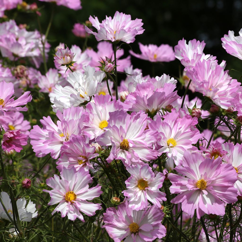 Cosmea Colletta Pink