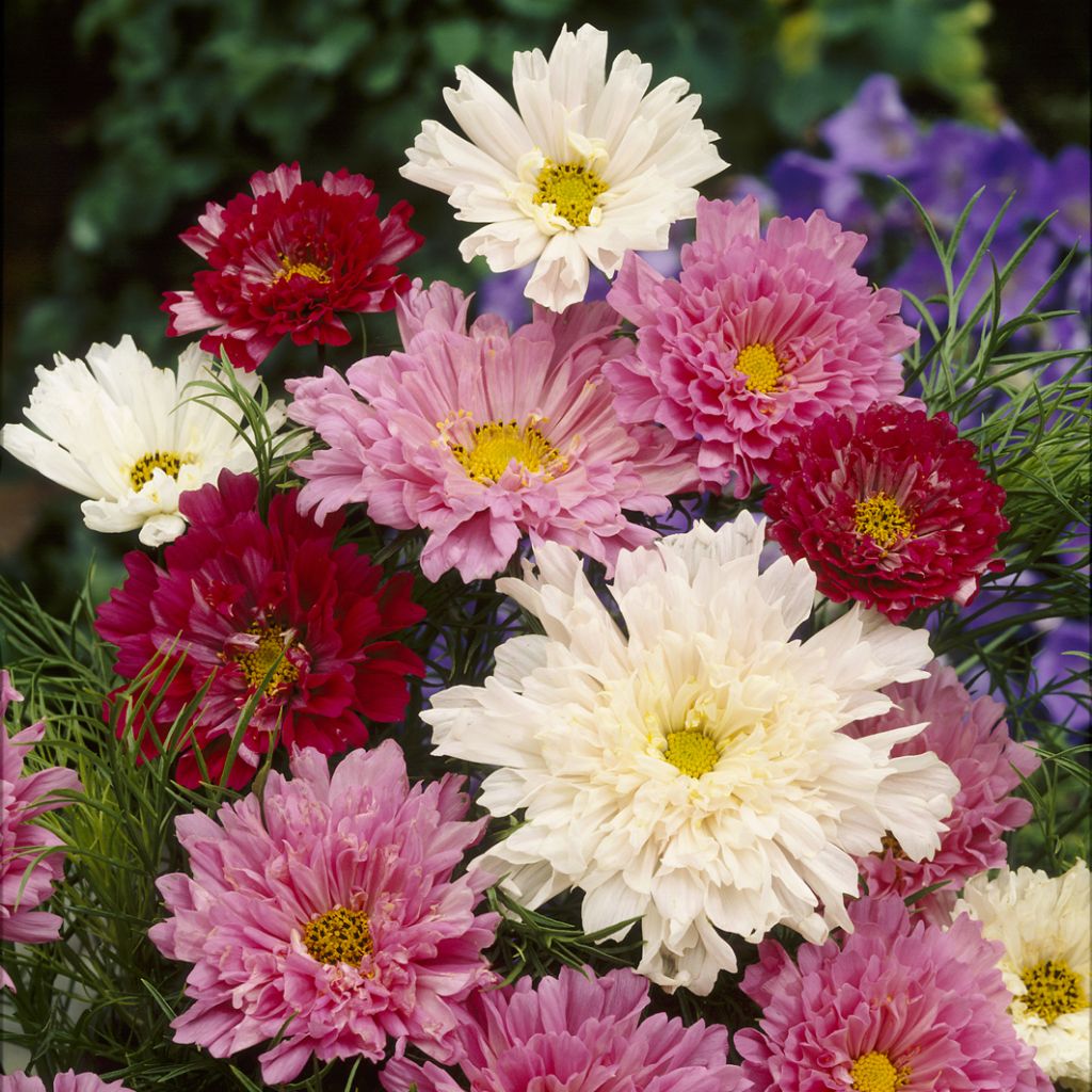 Cosmea Double Click Mixed em sementes