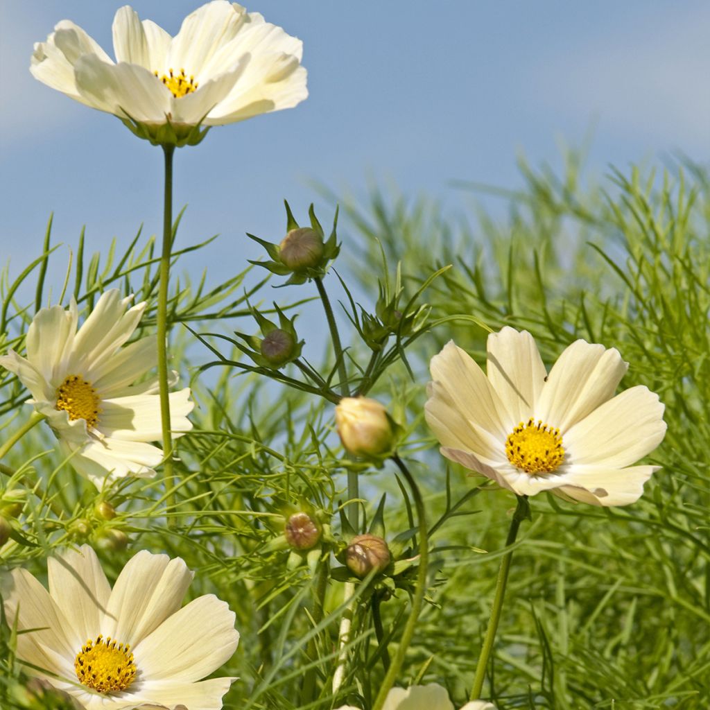 Cosmos sulphureus Kiiro em sementes
