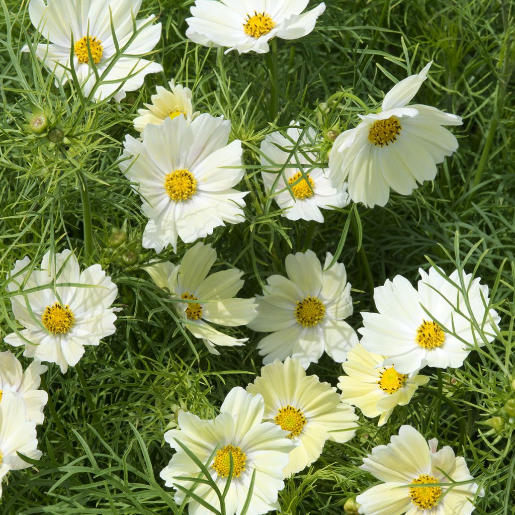 Cosmos sulphureus Kiiro em sementes