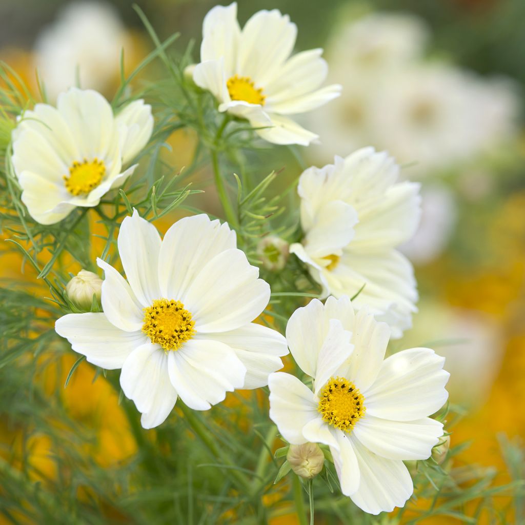 Cosmos sulphureus Kiiro em sementes