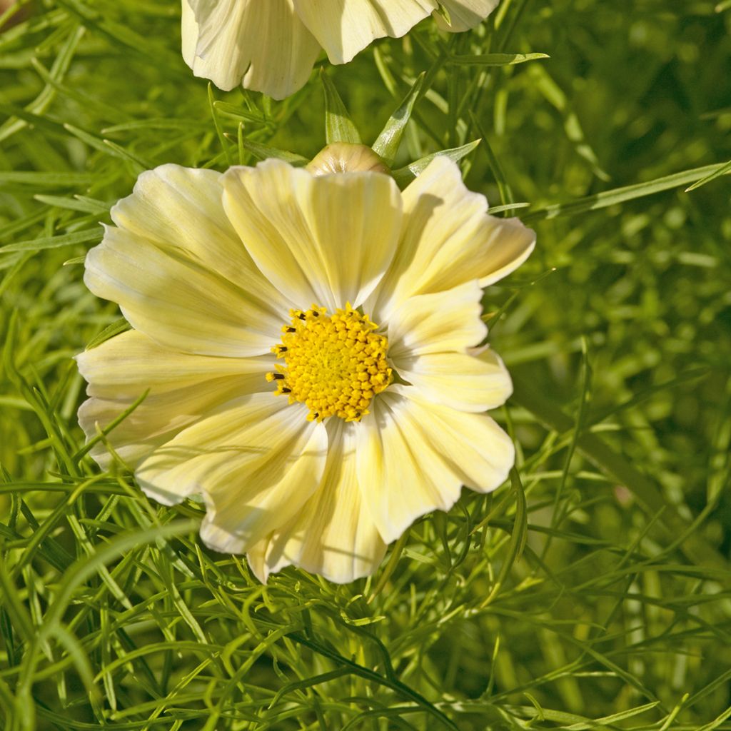 Cosmos sulphureus Kiiro em sementes