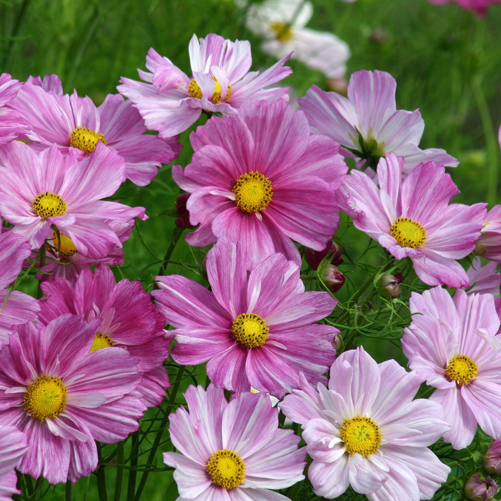 Cosmea Rosetta em sementes