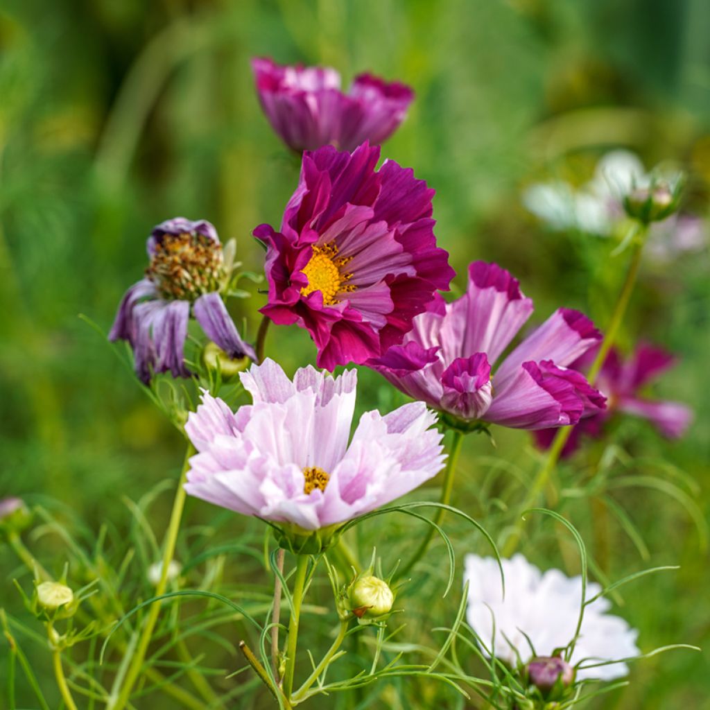 Cosmea Sea Shells em sementes
