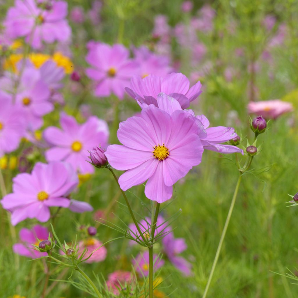 Cosmea Sensation Pinkie em sementes