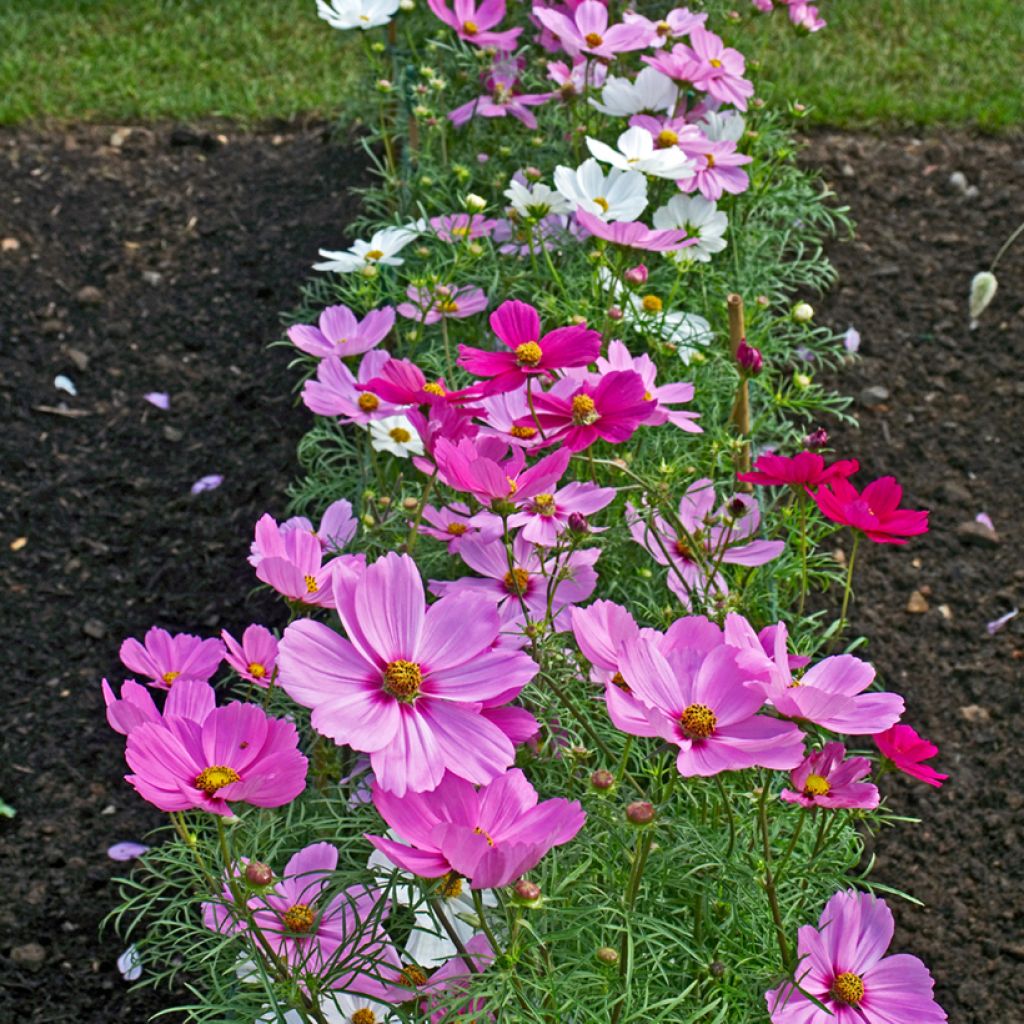 Cosmea Sonata Series Mixed em sementes