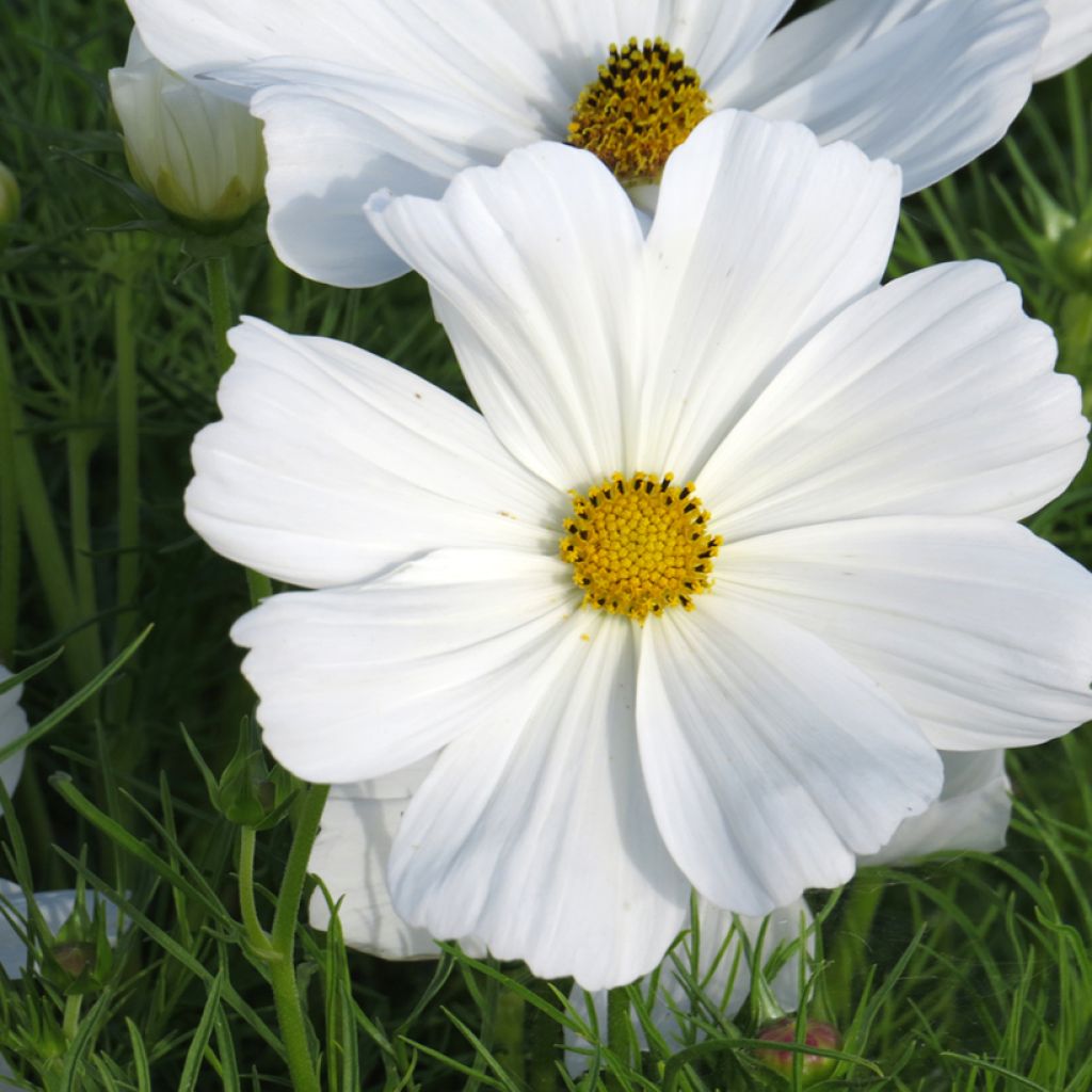 Cosmea Sonata White em sementes
