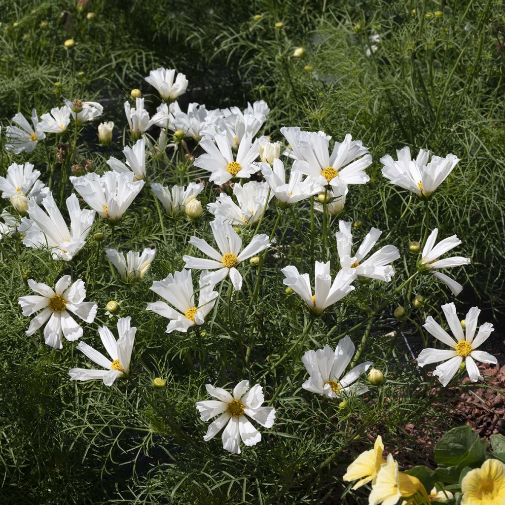 Cosmea Pinwheel Branco em sementes