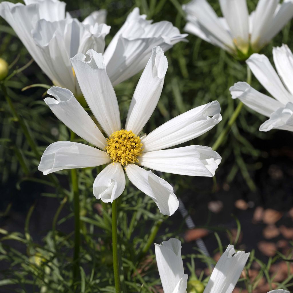 Cosmea Pinwheel Branco em sementes