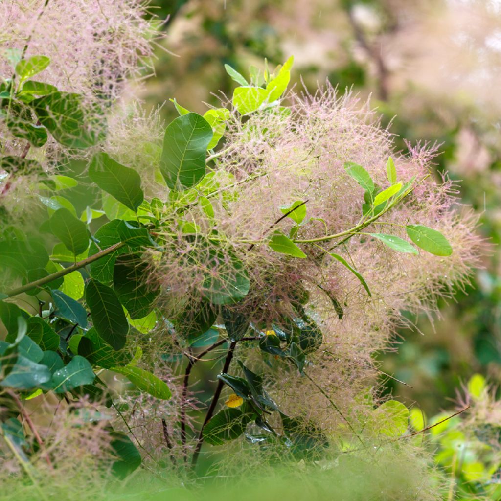 Cotinus coggygria em sementes