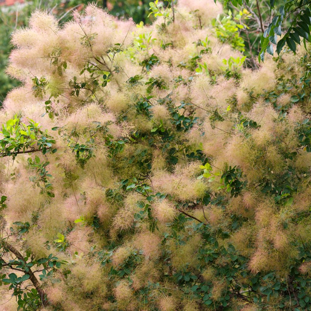 Cotinus coggygria em sementes